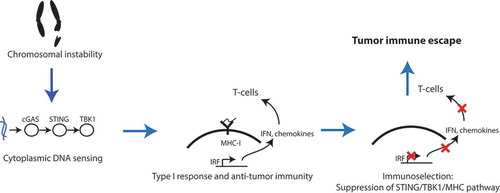 Figure 6. Schematic model of the evolution of CIN+ tumors. CIN creates an immune pressure in the nascent tumor cells due to the activation of the STING pathway and subsequent innate anti-tumor response. This immune pressure allows for the selection of CIN+ clones that have uncoupled genomic instability from the activation of the STING pathway activation and consequent immunostimulation. The resultant tumors are thus immunologically cold.