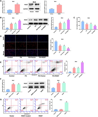 Figure 3. RGS7 overexpression inhibits proliferation and promotes apoptosis of PA-induced pancreatic β-cells. A: RGS7 overexpression increased RGS7 expression in pancreatic β-cells. *p < 0.05 vs. Vector group. B: RGS7 overexpression increased RGS7 expression in PA-induced pancreatic β-cells. C and D: RGS7 overexpression suppressed cell viability and proliferation of PA-induced pancreatic β-cells. E: RGS7 overexpression increased apoptosis rate of PA-induced pancreatic β-cells. *p < 0.05 vs. Control group. &p < 0.05 vs. PA + Vector group. F: RGS7-mutant and RGS7 overexpression significantly increased RGS7 expression in pancreatic β-cells. G: RGS7-mutant overexpression has no effect on apoptosis rate of pancreatic β-cells. *p < 0.05 vs. Vector group. All the experiments were performed triplicate.
