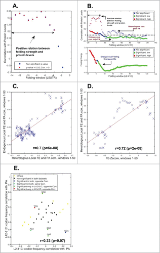 Figure 4. The effect of codons on the protein levels varies along the coding sequence. (A) Correlation with folding window (40nt) in the beginning of the UTR and the beginning of the ORF based on the L5UTR library. (B) Upper-part – Correlation with folding windows (40nt) at the beginning of the ORF based on the L2-41C library in heterologous and endogenous genes (red/green denotes significant positive/negative correlation respectively). Lower-part – the mean genomic mRNA folding energy in endogenous genes (red/green denotes selection for significant weak/strong folding respectively). (C) Correlations between mean local FE and PA in S. cerevisiae endogenous genes vs. correlations between local FE and PA in the heterologous genes (details in the main text). (D) Local FE Z-scores in S. cerevisiae endogenous genes corresponding to the FE in the real genome in comparison to randomized versions of the genome vs. correlations between the local FE and PA in the heterologous genes (details in the main text). (E) The effect of codons on the protein levels in the L2-41C library vs. the effect of codons on protein levels based on the L42-81C library.