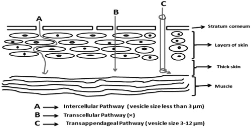 Figure 1. Skin permeation pathways of fatty acid vesicles. Size of vesicles governs the pathway of permeation.
