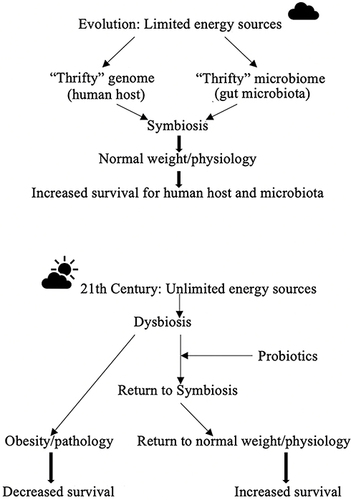 Figure 2 The potential role of probiotics in the fight against obesity.