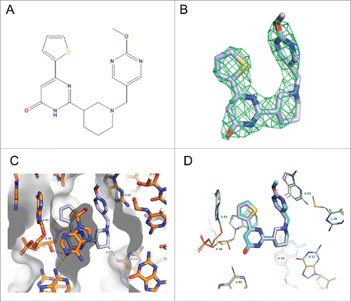 Figure 2. Co-crystal structure of ribocil-D bound to the F. nucleatum FMN riboswitch. (A) Chemical structure of ribocil-D. (B) Electron density difference map of ribocil-D displayed as a grid at 3.0σ level. (C) Ribocil-D in the FMN binding site of the F. nucleatum riboswitch with RNA and ligand structures represented as sticks. Carbon atoms are colored slate blue for the ligand and orange for the RNA nucleotide bases. Solvent-accessible surface is represented as gray, with darker gradations representing surfaces facing up. Key bases in the binding site are labeled and key H-bond is indicated by the red dashed lines. The weak H-bond formed by a methyl group is indicated with a gray dashed line. (D) Overlay of the of the X-ray co-crystal structures of ribocil-D, which is represented as sticks colored slate blue, and ribocil-B.Citation28 (PBD entry 5C45), which is represented as sticks colored cyan. The nucleotide number for RNA bases interacting with ribocil-D and ribocil-B is indicated.