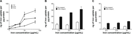 Figure 4 Cellular uptake of AmS-IONPs in bEnd.3 cells. Amount of iron accumulation in the cells normalized to protein in time- and concentration-dependent manner (A). The cells were incubated with AmS-IONPs for 1.5 hours at 37°C (B) or 4°C (C).Note: Values represent the mean ± standard error of the mean of three samples per treatment group.Abbreviation: AmS-IONPs, aminosilane-coated iron oxide nanoparticles.