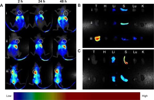 Figure 6 In vivo targeting ability of PRP.Notes: (A) In vivo fluorescence imaging of the MKN45 tumor-bearing nude mice at 2, 24, and 48 h after intravenous injection of RBCm-PTX (i), coadministration of anti-EGFR-iRGD and RBCm-PTX (ii) and PRP (iii), and all the erythrocyte membranes used here were labeled by DiR, at dose of 20 nmol/kg. The white colored dotted circles indicated the tumor sites. (B) Ex vivo fluorescence imaging of the excised tumors and major organs at 48 h postinjection of all three groups. (C) Ex vivo fluorescence imaging of the excised tumors and major organs at 48 h postinjection of RBCm-PTX-treated group (i) and RBCm-PTX coadministration with anti-EGFR-iRGD-treated group (ii). PRP, PTX-loaded RBCm-derived microvesicles functionalized with anti-EGFR-iRGD.Abbreviations: DiR, 1,1′-dioctadecyltetramethyl indotricarbocyanine iodide; H, heart; K, kidney; Lu, lung; Li, liver; PTX, paclitaxel; RBC, red blood cell; RBCm, RBC membrane; S, spleen; T, tumor.