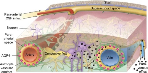 Figure 2 Schematic outline of the glymphatic system.Notes: Convective glymphatic fluxes of cerebrospinal fluid and interstitial fluid propel the waste products of neuron metabolism into the para-venous space, from which they are directed into lymphatic vessels and ultimately return to the general circulation for clearance by the kidney and liver. From Nedergaard M. Neuroscience. Garbage truck of the brain. Science. 2013;340(6140):1529–1530. Reprinted with permission from AAAS.Citation28Abbreviations: CSF, cerebrospinal fluid; ISF, interstitial fluid.