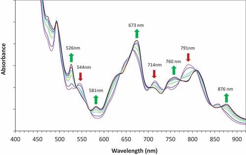 Figure 7. Change in the online UV-Vis spectra of Pu in SP1 during the flowsheet trial (spectra taken between 3.17 h (pink) and 3.83 h (brown) from start of trial).