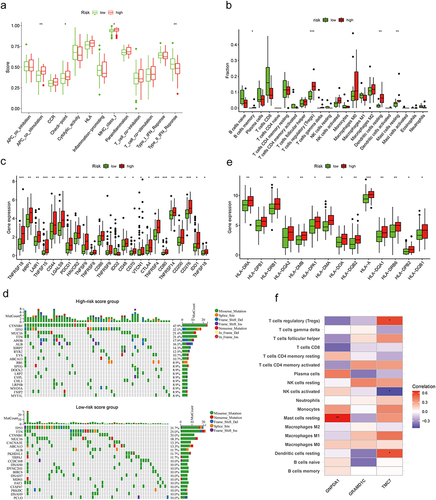 Figure 5 Analyses of tumor microenvironment in different risk groups. (a) The fraction of signaling pathways in the high-risk and low-risk groups. (b) The fraction of tumor-infiltrating immune cells in the high-risk and low-risk groups. (c) The expression levels of immune checkpoints in the high-risk and low-risk groups. (d) The waterfall graphs of the most frequently mutated genes in different risk groups. (e) The expression levels of HLA-related genes in the high-risk and low-risk groups. (f) The association between tumor-infiltrating immune cells and biomarker genes. *P < 0.05, **P < 0.01, and ***P < 0.001.