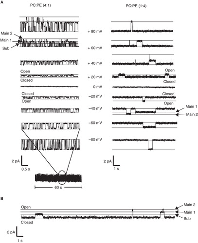 Figure 1. Ion channel recordings of p7 in PC-rich and PE-rich lipid environment. (A) Examples of channel recordings from p7 reconstituted into planar lipid bilayers of PC: PE (4:1) (left) and PC:PE (1:4) (right). Representative traces of p7 at different voltages reveal single channel openings of p7 (300 mM KCl, 5 mM K+-HEPES, pH = 7.0). The closed and open states are indicated by the black lines. The main and sub-conductance states are indicated by the black arrows. (B) Representative trace of a PC:PE (1:4) experiment showing two main and one sub-conductance state.