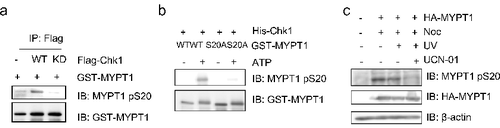 Figure 3. Ser20 of MYPT1 is phosphorylate by Chk1. (A) HeLa cells were transfected with Flag-Chk1 or Flag-Chk1-kinase dead (KD), and then IPed with anti-Flag antibodies. The immunoprecipitates were used in an IP-kinase assay using recombinant GST-MYPT1 as substrates. The reaction was then terminated and blotted with antibodies indicated. (B) IVK assays using recombinant His-Chk1 and GST-MYPT1 or GST-MYPT1-S20A as substrates. The products were then blotted with pS20 antibodies. (C) Ser20 of MYPT1 was phosphorylated in vivo. HeLa cells transfected with HA-MYPT1 were treated with Noc, Noc plus UV, Noc plus UV plus UCN-01 (an inhibitor of Chk1). Lysates from these cells were blotted with pS20 antibodies.