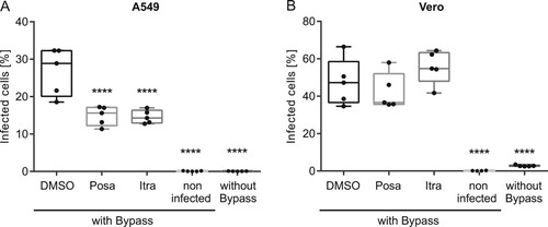 Figure 6. Effects of itraconazole and posaconazole on IAV infectivity under acidic bypass conditions. Cells were pretreated with either the solvent DMSO, posaconazole (Posa) or itraconazole (Itra) for 16 h, and were infected with IAV (PR8M, 20 MOI, 8 h) in the presence of Bafilomycin A1 under acidic bypass conditions. Non-infected cells and infection without acidic bypass in the presence of Bafilomycin A1 served as controls. NP-positive cells were detected by FACS (5,000 cells per sample). Data obtained in (A) A549 cells and (B) Vero cells are expressed as the median percentages ± SEM n = 5. ****, p ≤ 0.0001, two-way ANOVA with by Dunnett’s multiple comparison test.
