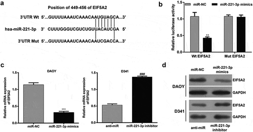 Figure 3. EIF5A2 is a target gene of miR-221-3p in medulloblastoma.(a) Graph indicating the wild-type and mutant binding site of miR-221-3p to EIF5A2, predicted by bioinformatics. (b) Relative luciferase activity of 293T cells co-transfected with miR-221-3p mimic and EIF5A2 3ʹUTR-luciferase reporter vector that contained a wild-type sequence (EIF5A2-3ʹUTR-wt), or in a vector that contained a mutant sequence (EIF5A2-3ʹUTR-mut) within the miR-221-3p-binding site. DAOY and D341 cells were transfected with miR-221-3p mimics or inhibitor to overexpress or repress the expression of miR-221-3p, respectively. (c) Quantitative real-time PCR and (d) western blot analysis of EIF5A2 expression in DAOY and D341 cells after 48 h transfection. All data were expressed as the mean ± standard deviation of at least three experiments. **p< 0.01, ***p< 0.001, as compared with miR-NC; ###p< 0.001, as compared with anti-miR