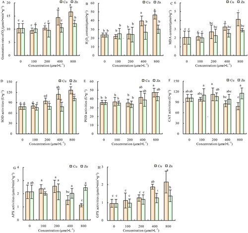 Figure 6. Effects of Cu and Zn treatment on generation rate of O2- (A), H2O2 content (B), MDA content (C), SOD activities (D), POD activities (E), CAT activities (F), APX activities (G), GPX activities (H) in alfalfa leaves. Note: The data in the figure are from three biological repeats (n = 3), and represent means ± standard error (SE). Significant differences were expressed by different letters (p< 0.05).