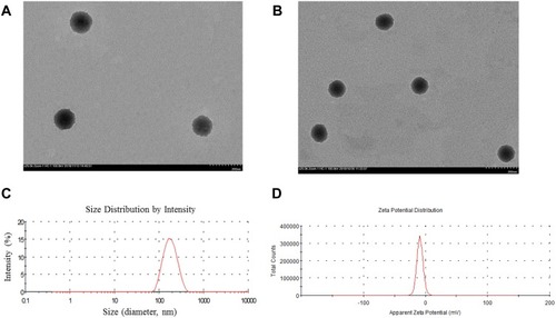 Figure 2 Characterization of liposomes.Notes: (A) TEM image of HCPT-Lips. (B) TEM image of NK4-HCPT-Lips. (C) Size distribution of NK4-HCPT-Lips. (D) Zeta potential of NK4-HCPT-Lips.