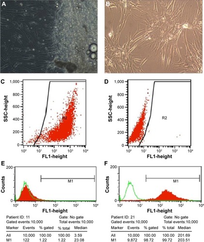 Figure 1 Fibroblasts were successfully cultured and subcultured regularly by changing the culture medium.