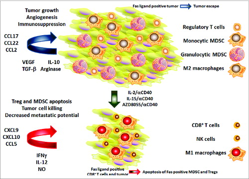 Figure 1. CD40-based combination immunotherapy restructures the tumor microenvironment. Tumor-promoting immunoregulatory cells often prevail within the tumor microenvironment (upper half). These cells contribute to tumor growth, angiogenesis and immunosuppression through the expression of immunoregulatory cytokines as well as chemokines responsible for regulatory T cell (Treg) and myeloid-derived suppressor cell (MDSC) recruitment. Tumor-associated Fas ligand expression under normal conditions may contribute to tumor escape by eliciting death of Fas-ligand positive effector T cells. After treatment with anti-CD40 agonistic antibody in combination with IL-2, IL-15 or the mTOR-kinase inhibitor AZD8055 (bottom half) therapy, the tumor environment is converted into one in which T helper type 1 (Th1) cytokines and effector immune cells predominate. These cells mediate apoptosis of Tregs and MDSCs, and drive malignant cell killing, therebyreducing tumor metastatic potential. IFNγ, interferon γ; NK, natural killer; NO, nitric oxide, TGFβ, transforming growth factor β; VEGF, vascular endothelial growth factor.