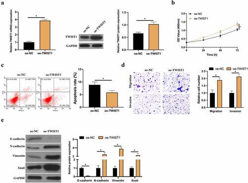 Figure 6. Up-regulated TWIST1 promotes BC cell invasion, migration and EMT. A: RT-qPCR and western blot to detect how up-regulated TWIST1 influenced MCF-7 cell; B: MTT method to detect how up-regulated TWIST1 impacted MCF-7 cell proliferation; C: Flow cytometry to detect the impact of up-regulated TWIST1 on MCF-7 cell apoptosis; D: Transwell to detect the influence of up-regulated TWIST1 on MCF-7 cell invasion and migration; E: Western blot to detect the impact of up-regulated TWIST1 on E-cadherin, N-cadherin, Vimentin and snail protein expression in MCF-7 cells. Values presentation was detailed in mean ± SD (n = 3). Via one-way ANOVA to calculate the significance of each group, the variance correction was done via Tukey’s test. *P < 0.05