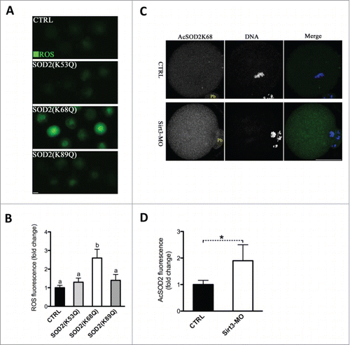 Figure 5. Acetylation of SOD2 lysine 68 controlled by Sirt3 functions in ROS generation in oocytes. (A) Acetylation-mimetic mutant SOD2(K53Q), SOD2(K68Q) or SOD2(K89Q) was microinjected into fully grown oocytes to evaluate the ROS levels via CM-H2DCFDA staining. Representative fluorescent images are shown. (B) Quantitative analysis of fluorescence intensity shown in A. Error bars indicate ± SD. At least 60 oocytes for each group were analyzed, and the experiments were conducted 3 times. (C) Control and Sirt3-MO MII oocytes were labeled with acetyl-SOD2K68 antibody (green) and counterstained with Hoechst 33342 for DNA (blue) to examine the effects of Sirt3 knockdown on acetylation status of SOD2K68 in oocytes. (D) Quantitative analysis of fluorescence intensity shown in C. Error bars indicate ± SD (n = 90 oocytes for control and 75 for Sirt3 group pooled from 3 replicates). Different superscripts indicate significant values (P < 0.05). Scale bars: 50 µm.