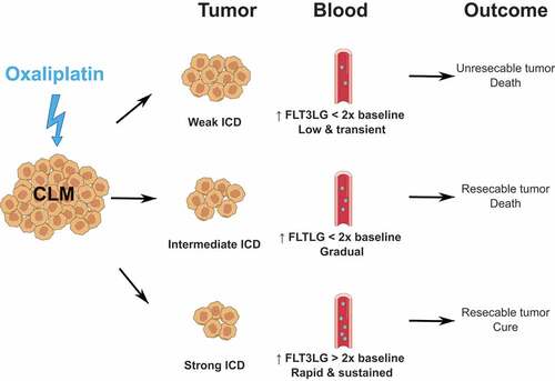 Figure 1. Serum FLT3LG as a prognostic biomarker of ICD-induced systemic anticancer immunity in colorectal cancer