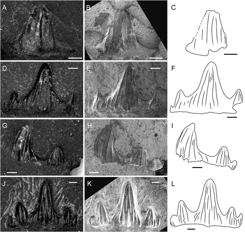 FIGURE 3. Parvodus ominechonensis, DVM, A, D, G, J, and SEM, B, E, H, K, images and interpretative line drawings, C, F, I, L of teeth. A–C, MMHF 3-00044 (holotype) in labial view. D–F, MMHF 3-00036 (paratype) in labial view. G–I, MMHF 3-00045 (paratype) in labial view. J–L, MMHF 3-00035 (paratype) in labial view. Scale bars equal 0.5 mm.