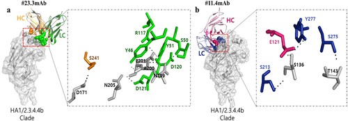 Figure 6. Prediction of hydrogen bonding interactions between antibody and antigen of the H5N6/HA1/A/Anas/KR/2017/2.3.4.4b clades using docking LZerD Web Server (https://lzerd.kiharalab.org/upload/). (a) Hydrogen bonding interactions of #23.3 mAb and HA1/2.3.4.4b clade; the heavy chain (HC) and light chain (LC) of #23.3 mAb are shown in bright orange and green colours, respectively. (b) Hydrogen bonding interactions of #11.4 mAb and HA1/2.3.4.4b clade; HC and LC of #11.4 mAb are shown in bright pink and blue colours, respectively. The probable hydrogen bonds are shown as black dashed lines. The binding sites of CDRs are highlighted in deep colours at both HC and LC of the mAb, and antigens sites are shown in bright grey colour. The mAb sequences for 3D-modelling are shown in Table S3.