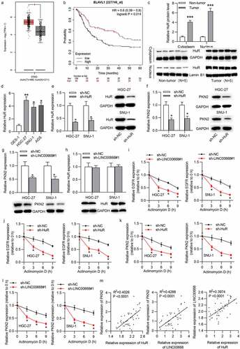 Figure 5. LINC00668 cooperated with HuR to stabilize PKN2