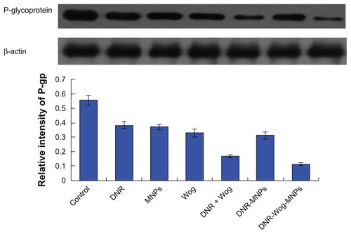 Figure 6 Expression of P-glycoprotein after treatment for 48 hours.Abbreviations: DNR, daunorubicin; MNPs, magnetic nanoparticles; Wog, wogonin.