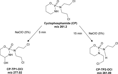 Figure 1 The pathway of conversion of CP in the presence of sodium hypochlorite (5% solution).Abbreviations: CP, cyclophosphamide; CP-TP1-OCl, 4-hydroxy-cyclophosphamide; CP-TP2-OCl, ifosfamide.