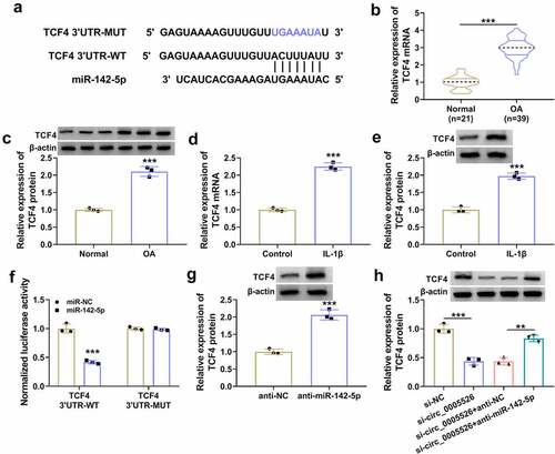 Figure 5. Circ_0005526 regulated the level of TCF4 by targeting miR-142-5p. (a) Targetscan exhibited the binding sites between miR-142-5p and TCF4 3ʹUTR. (b-e) TCF4 mRNA and protein levels were analyzed via RT-qPCR and western blot in OA tissues (b-c) and 10 ng/mL IL-1β-treated CHON-001 cells (d-e). (f) The binding analysis between TCF4 3ʹUTR and miR-142-5p was performed by dual-luciferase reporter assay. (g) TCF4 protein expression was determined after transfection of anti-NC or anti-miR-142-5p. (h) Western blot was applied for protein detection of TCF4 in si-circ_0005526, si-circ_0005526+ anti-miR-142-5p or the matched control groups. **P < 0.01, ***P < 0.001.