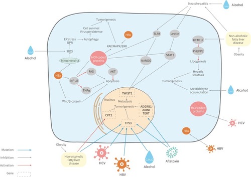 Figure 1 Signaling pathways affected by the etiological factors of HCC. HBV/HCV infection, alcohol consumption, aflatoxin exposure, NAFLD and metabolic disorders may trigger HCC by manipulating diverse signaling pathways.