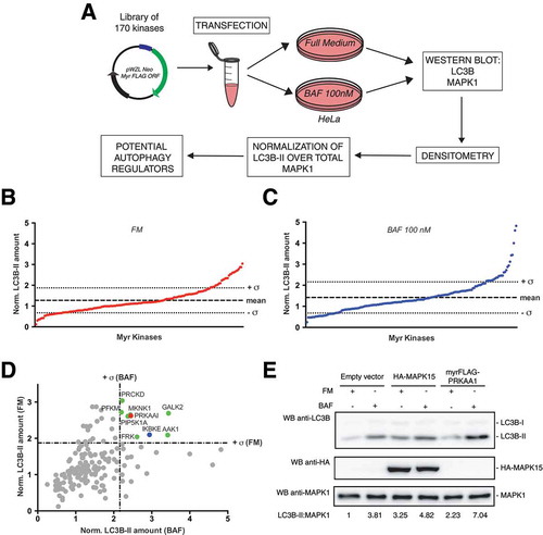 Figure 1. Screening of a library of MYR kinases to identify regulators of the autophagic process. (a) Schematic representation of the experimental approach used to perform the screening of 170 constitutively active kinases for their ability to modulate the autophagic process, in HeLa cells. (b) Normalized LC3B-II levels, obtained by western blot (WB) analysis, of samples transfected with each activated kinase, in Full Medium (FM) conditions. The graph shows also the mean value of the screening and its standard deviation (σ). (c) Same as in (b), but after 1 h of 100 nM bafilomycin A1 (BAF) treatment. (d) Integration of results shown in (b) and (c), to show potential positive regulators of the autophagic flux, identified as kinases inducing normalized LC3B-II values higher than + σ in both FM and BAF conditions (in colors). (e) WB analysis to evaluate autophagic flux of HeLa cells upon myrFLAG-PRKAA1 overexpression. Transfection with an empty vector was used as a negative control. Transfection with HA-MAPK15 was used as a positive control for activation of the autophagic flux. Where indicated, 1 h treatment with 100 nM BAF was performed. Densitometric analysis of LC3B-II levels, normalized by the corresponding MAPK1 levels (used as loading control), is also shown. Results from one experiment, representative of 3 independent experiments (n = 3) are shown.