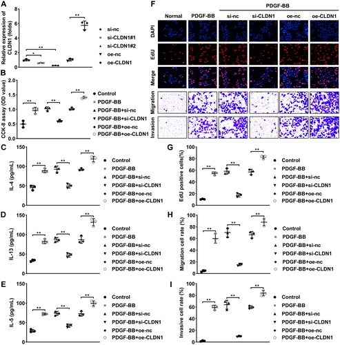 Figure 2. CLDN1 modulates the cellular functions of ASMCs. (A) CLDN1 expression determined by RT-qPCR in ASMCs after transfection. (B) Cell viability of ASMCs evaluated by CCK-8 assay. (C) IL-4, (D) IL-13, and (E) IL-5 levels in ASMCs regulated by CLDN1. (F) The images of ASMCs of EdU and transwell assays. Quantitative analysis of (G) EdU and (H and I) transwell assays. All experiments were repeated three times. Data are shown as mean ± standard deviation. *p < 0.05, **p < 0.01.