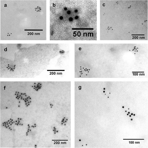 Figure 3. Detection of EV markers by immunoelectron microscopy using nanogold labelling. (a, b) HL-1 cell line-derived mEVs and sEVs, respectively. (c) THP-1 sEVs. (d, e) AC16 cell-derived mEVs and sEVs, respectively. (f, g) H9c2cell-derived mEVs and sEVs, respectively. Gold particles with 10 nm diameter represent CD63 (a, c, d, e, f and g) and CD81 (b). Gold particles with 5 nm diameter indicate CD81 (c, d, e, f and g). We have found that mEVs were CD81 negative and CD63 positive. In case of HL-1 cell line double labelling was not possible with the used antibodies, HL-1 mEVs were found CD63 positive while HL-1 sEVs were CD81 positive.