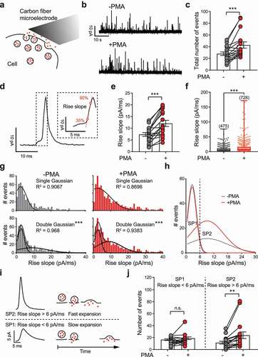 Figure 1. PMA treatment selectively enlarges a subpopulation of LDCVs in PC12 cells that manifests amperometric spikes with steeper rises. (a) A cartoon demonstrating amperometry recordings of single vesicle release events using a carbon fiber microelectrode. (b) Representative traces recorded by amperometry during 60s of membrane depolarization induced by high-KCl stimulation. Traces from the same PC12 cell before (-PMA, upper) and after (+PMA, lower) PMA treatment (0.1 µM, 10 min) are shown. Each spike represents a single LDCV release event. (c) Quantification of the total number of release events before and after PMA treatment. (d) A representative amperometric spike with a zoomed-in view of its rising phase. The slope of the linear fit between 35% and 90% of the peak amplitude (Imax) was defined as the rise slope. (e-f) Quantification of rise slopes before and after PMA treatment for each single cell (e) or for each individual release event (f). (g) Histograms of rise slopes before (-PMA, gray) and after (+PMA, red) PMA treatment are depicted and fit to either a single Gaussian or double Gaussian function. The R2 values of each fitting are shown. Please note that 9 -PMA events and 38 + PMA events with rise slopes > 40 pA/ms are not visible in the histogram, as they are out of range, but were still included in the Gaussian fitting. (h) The two individual components of double Gaussian fittings in panel g were replotted for comparison. PMA treatment enlarged the phase with a higher rise slope but did not affect the other phase. The events from these two subpopulations (SPs) can be approximately distinguished by delimitation at a rise slope = 6 pA/ms. (i) Representative spikes with a rise slope > 6 pA/ms may reflect a subpopulation of vesicles (SP2) with fast fusion pore expansion, while spikes with a rise slope < 6 pA/ms may reflect the other vesicle subpopulation (SP1) with slow fusion pore expansion. (j) Quantification of the number of release events from SP1 (rise slope < 6 pA/ms) and SP2 (rise slope > 6 pA/ms) before and after PMA treatment. All recordings were performed independently from 17 cells. In total, 475 events before and 728 events after PMA treatment were obtained and analyzed. In panels c, e and j, the data are shown as the mean ± SEM with individual data points, and a paired t-test was used to evaluate significance. In panel f, the data are shown in box plots with scatter plots, and the Kolmogorov–Smirnov test was used to evaluate significance. In panel g, the extra sum-of-squares F test was used to compare the single and double Gaussian fitting. n.s. P > 0.05, **P < 0.01, ***P < 0.001.