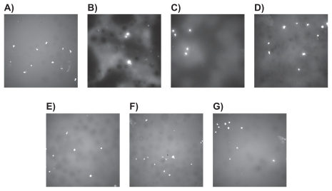 Figure 4 Fluorescence microscopy images (magnification = 10X) of osteoblasts after 4 hours of adhesion on different bone cements: A) Plain, B) ZM (containing micron particulate ZrO2), C) ZN (containing unfunctionalized ZrO2 nano-particles), D) ZNFT (containing ZrO2 nano-particles functionalized with TMS, E) BM (containing micron particulate BaSO4), F) BN (containing unfunctionalized BaSO4 nano-additives), and G) BNFT (containing BaSO4 nano-additives functionalized with TMS).