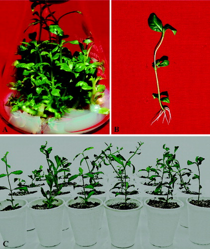 Figure 2. In vitro shoot regeneration and plant multiplication of R. serpentina.Note: Multiplication of shoot from nodal explants pretreated with 50 µmol/L of TDZ for 8 days followed by their transfer on semi-solid MS medium (A); rooted plantlet (B); acclimatized plantlets (C).
