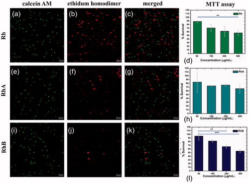 Figure 12. LD assay by monocytes of PBMC for Rh (a–c), RhA (e–g), RhB (i–k), and MTT assay for Rh (d), RhA (h), and RhB (l).