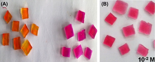 Figure 3. (A) Comparison of color of agar blocks (Before and after the reaction) (B) Leukemic Blood Sample.