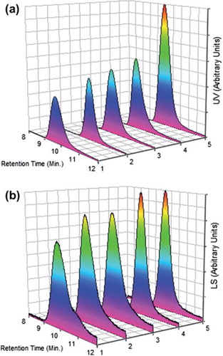 Figure 3. SEC [UV (a), LS (b)] chromatograms of the conjugates by conventional method of BSA-P(MVE-MA) bioconjugates prepared at the ratios of nBSA/nP(MVE-MA): 0.25(1), 0.5(2), 1(3), 3(4), 5(5).