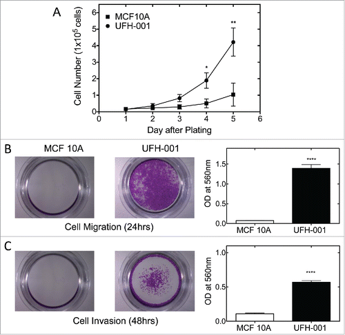 Figure 6. Proliferation, migration, and invasion of UFH-001 and MCF10A cells. Panel A. Cell growth curves of UFH-001 and MCF10A, plated at 15,000 cells/plate in 35 mm plates, were cultured over 5 days. Panel B. Representative images show the migration of UFH-001 and MCF10A cells in transwell plates. Panel C. Representative images show the invasive capacity of UFH-001 and MCF10A cells in transwell plates. * p < 0.05, ** p < 0.01, **** p < 0.0001).
