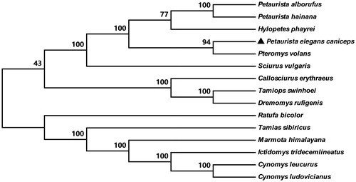 Figure 1. NJ tree inferred from the nucleotide sequence of whole mitogenome. The numbers above branches specify bootsrap percentages (1000 replicates). The species were selected from Petaurista elegans caniceps; Pteromys volans (JQ230001); Hylopetes phayrei (KC447305); Petaurista alborufus (JQ743657); Petaurista hainana (JX572159); Sciurus vulgaris (AJ238588); Dremomys rufigenis (KC447304); Tamiops swinhoei (KP027416); Tamias sibiricus (KF668525); Callosciurus erythraeus (KM502568); Ictidomys tridecemlineatus (KP698974); Cynomys leucurus (KP326309); Cynomys ludovicianus (KP326310); Marmota himalayana (JX069958); Ratufa bicolor (KF575124).