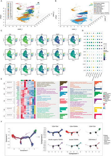 Figure 1 Detailed exploration of memory T-cell diversity in CP/CPPS patients using targeted single-cell RNA-seq. (A and B). UMAP plot showing 11 cell clusters (C1-C11) distinguished by gene expression signatures (A) and merged into eight clusters because of functional similarities (B and C). Individual feature plots representing the expression distributions of key markers (CD3D, CD3E, CD4, B2M, CCR7, CD8A, CD8B, CD27, CD2K, TGF7, GZMA, IL7R, KLRD1, and LEF1) across the UMAP space. The gradient of blue‒yellow indicates the expression intensity (D). Dot plot illustrating average gene expression (dot size) and percentage of cells expressing the gene (color intensity) for selected markers across different cell clusters (E). Heatmap showing the gene expression patterns associated with distinct biological processes and pathways in various T memory cell subtypes. The color gradient represents the z score of gene expression, with side bars indicating specific T-cell categories (F). Trajectory analysis visualizing the evolutionary path and differentiation spectrum of memory T cells.