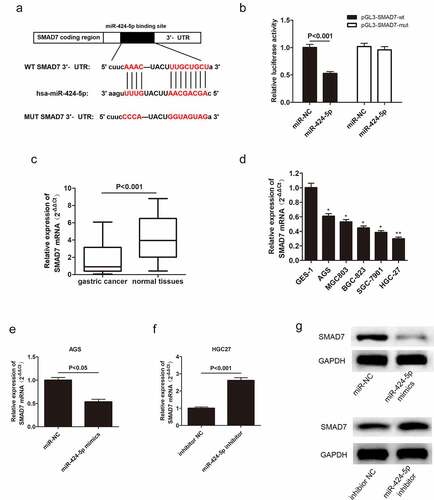 Figure 7. Smad7 targets miR-424-5p via negative correlation. (a) Bioinformatics databases showing that Smad7 directly binds with miR-424-5p. (b) Dual-luciferase assay showing that miR-424-5p directly interacts with Smad7. (c) qRT-PCR showing the expression level of Smad7 mRNA in 60 pairs of GC patient tissues. (d) The expression level of Smad7 mRNA in five GC cell lines (AGS, MGC803, BGC-823, SGC-7901, HGC-27) and human gastric mucosal epithelial cell line GES-1. (e) QRT-PCR assay examining Smad7 mRNA level in AGS cells transfected with mimics-NC or miR-424-5p mimics. (f) qRT-PCR assay showing Smad7 mRNA level in HGC-27 cells transfected with inhibitor NC or miR-424-5p inhibitor. (g) Western blot showing the expression level of Smad7 in mimics NC and miR-424-5p mimics, inhibitor NC and miR-424-5p inhibitor.