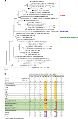 Fig. 4 Phylogenetic analyses of partial DPP4 mRNA sequences and comparison of critical amino acid residues of human, camels, bats and other animals.(a) The trees were constructed by Neighbor-Joining method using JTT substitution models and bootstrap values calculated from 1000 trees. Only bootstrap values >70% are shown. One hundred and twelve aa positions were included in the analyses. The scale bars represent 20 substitutions per site. Bat DPP4s that are sequenced in this study are labeled with black circles. Comparison of critical amino acid residues in DPP4 from different animal host for receptor binding in the region of residues 229–346 with respect to human DPP4 (b)