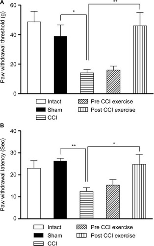 Figure 1 The effect of exercise on the CCI-induced neuropathic pain.