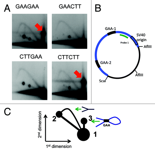 Figure 2. A complex between the two repeats within the same fragment slow down its progression in the second dimension of the 2D gel. The same plasmid as in the Figure 1 was used in this experiment, however, they were digested with different enzymes. (A) Replication intermediates were digested with AflIII and ScaI, placing both repeats within the same fragment. The complex of two GAA repeats results in a slowly migrating structure that is shown by a red arrow. (B) A map of the digest of the same plasmid as in Figure 1 with restriction enzymes ScaI and AflIII. Here both of the repeats are located within the same fragment shown in blue. (C) The scheme of the 2D gel in Figure 1A. Spots 1 and 2 are the same as in Figure 1D. Spot 3: a looped intermediate that resulted from the interaction of the two GAA repeats.