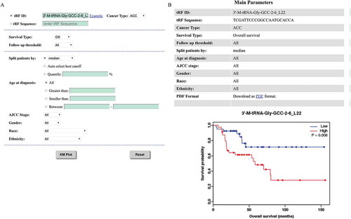 Figure 5. Kaplan-Meier plotter. (A) Choosing plot parameters for the overall survival analysis of 3ʹ-M-tRNA-Gly-GCC-2-6_L22 in ACC. (B) Survival curves of 3ʹ-M-tRNA-Gly-GCC-2-6_L22 in ACC.