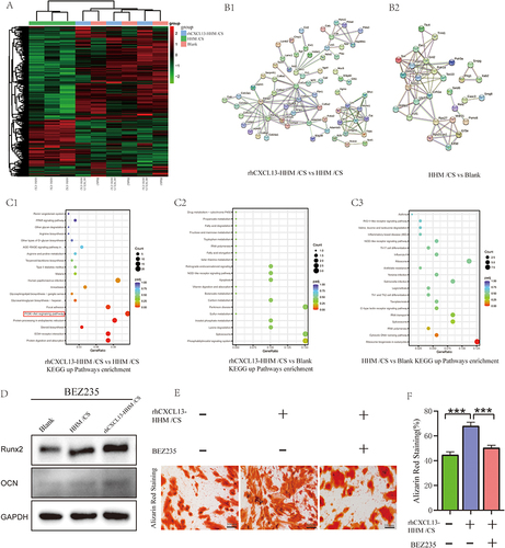 Figure 8 Heat Map, Protein-Protein Interaction (PPI) Network, and KEGG Up-Pathway Enrichment Analyses in Various Treatment Groups. (A) Heat Map of differentially expressed genes related to cellular activity, osteogenesis, angiogenesis, and BMSC recruitment in different groups comparisons. (B1 and B2) PPI analysis revealing the function of DEG-encoded proteins in different groups. (C1-C3) KEGG up-pathway enrichment analysis in different groups comparisons. The red symbol in (C1) indicates that the KEGG up-pathway enrichment analysis of differentially expressed genes mainly concentrated in the PI3K-AKT signaling pathway. (D) Changes in the relative gene expression levels of RUNX2 and OCN after treatment with PI3K-AKT inhibitor BEZ235 in BMSCs from all groups. (E) Representative alizarin red staining image of BMSCs co-cultured with rhCXCL13-HHM/CS scaffold after 21 days of osteogenic differentiation treated with PI3K-AKT inhibitor BEZ235 (scale bar = 100μm, n=3). (F) Quantitative analysis of alizarin red staining of BMSCs in different treatment groups (***p<0.001, n=3).