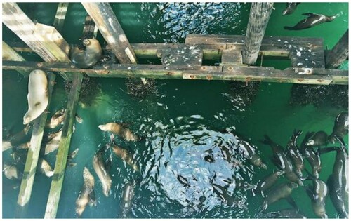 Figure 5. Sea lions in the wharf. Image: Marilia Kaisar, 2020.