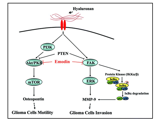 Figure 1 Inhibition mechanism of emodin on HA-induced glioma invasion and motility. HA induced the invasion of glioma cells by the induction of MMP-9 through the RaS/FAK/ERK 1, 2 activation. In addition, NFκB translocation by FAK activation is also important for the MMP-9 expression. PTEN can effectively modulate the expression of MMP-9 by the dephosphorylation of FAK. HA induced the motililty of glioma cells by the induction of OPN through the PI3K/AKT/mTOR pathway. PTEN can effectively modulate the expression of OPN, and induced OPN contributes to HA-induced cell migration in glioma cells. Emodin suppresses HA-induced MMP-9 and OPN expression through the inhibition of FAK, and AKT activation. Emodin as a protein tyrosine kinase inhibitor can block protein kinases which are important for the HA-induced glioma invasion and motility.