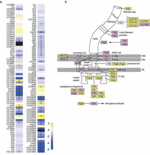 Figure 4. Effect of the fecal extract on the expression of V. cholerae motility-associated genes